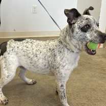 Thumbnail photo of Dobbie #2