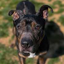 Thumbnail photo of Trixie #2