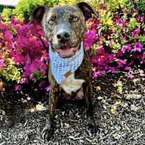 Thumbnail photo of BRUCE #1