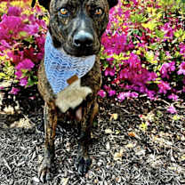 Thumbnail photo of BRUCE #2