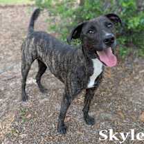 Thumbnail photo of Skyler #3