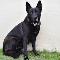 Thumbnail photo of Raven JuM #2