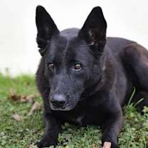 Thumbnail photo of Raven JuM #3