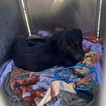 Thumbnail photo of Sylus #2