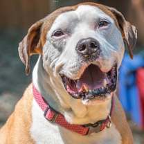 Thumbnail photo of Peter "the pit" Parker (I Have a Secret Crush!) #4