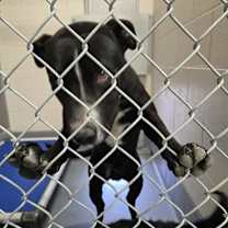 Thumbnail photo of Frollo #3