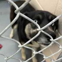 Thumbnail photo of Loki #2