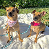 Thumbnail photo of Ruby & Rosie #1