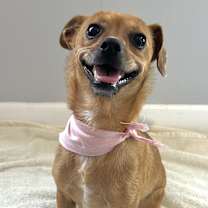 Thumbnail photo of Ruby & Rosie #2