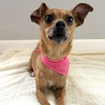 Thumbnail photo of Ruby & Rosie #3