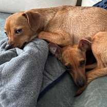 Thumbnail photo of Ruby & Rosie #4