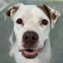 adopt-pet