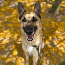 adopt-pet