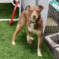 Thumbnail photo of Squirtle #2