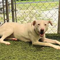 Thumbnail photo of Charmander #2