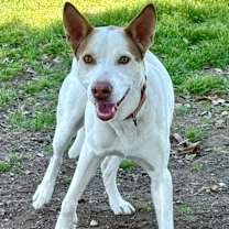 Thumbnail photo of Declan #4