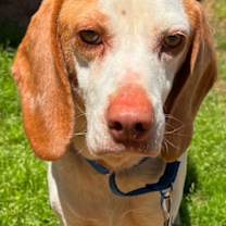 Thumbnail photo of Bumper **Home for the Holidays 1/2 price! #1