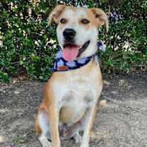 Thumbnail photo of DOZER #3