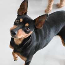 Thumbnail photo of Nox #1