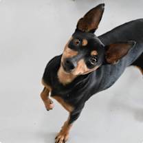 Thumbnail photo of Nox #2