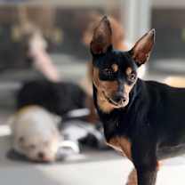 Thumbnail photo of Nox #3