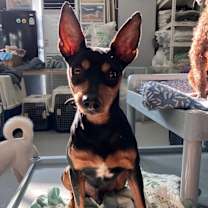 Thumbnail photo of Nox #4