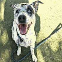 adopt-pet
