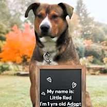 Thumbnail photo of Red #4