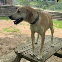 Thumbnail photo of Petey #2