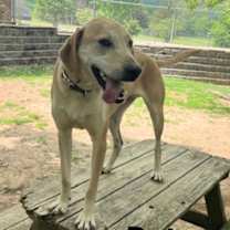 Thumbnail photo of Petey #4