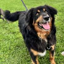 Thumbnail photo of Cooper #3