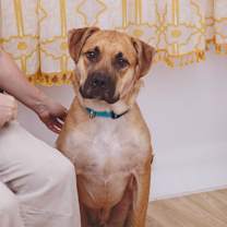 Thumbnail photo of Whiskey #1