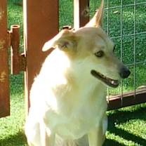 Thumbnail photo of Biscuit #2