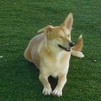 Thumbnail photo of Biscuit #3