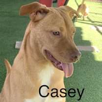 Thumbnail photo of Casey #1
