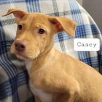 Thumbnail photo of Casey #3