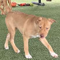 Thumbnail photo of Casey #4