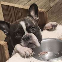 Thumbnail photo of Bones #1