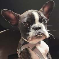 Thumbnail photo of Bones #3