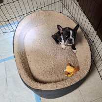 Thumbnail photo of Bones #4