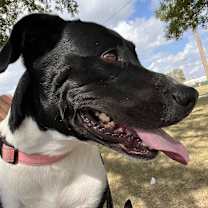 Thumbnail photo of Lola #2