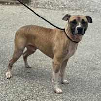 Thumbnail photo of Tangelo #3