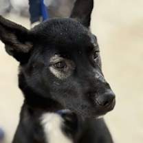 Thumbnail photo of Doyle #4