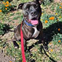Thumbnail photo of Shadow #3