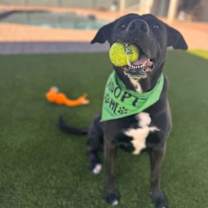 adopt-pet