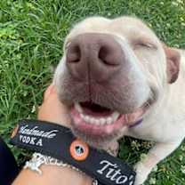 Thumbnail photo of Daisy Dog the happy Family lab #2