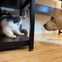 Thumbnail photo of Daisy Dog the happy Family lab #4