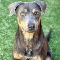 Thumbnail photo of Super Sweet Zaza #1