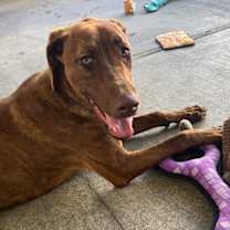 Thumbnail photo of Peanut #3