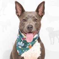 Thumbnail photo of Dirk #2